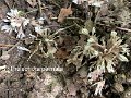 Thelephora palmata-amf1803